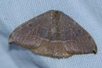 Watsonalla uncinula