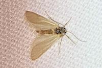 Acentria ephemerella
