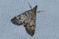 Metasia corsicalis