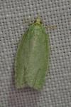 Earias clorana