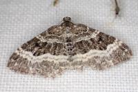Epirrhoe alternata