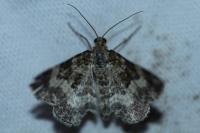 Epirrhoe alternata
