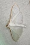Palpita vitrealis