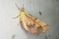 Ennomos alniaria