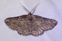 Menophra japygiaria