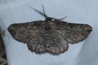 Menophra japygiaria