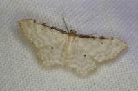 Idaea fuscovenosa