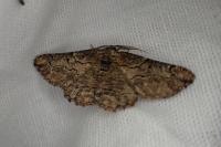 Menophra japygiaria