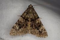 Catocala nymphagoga