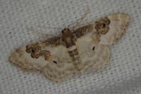 Idaea rusticata