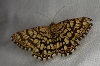 Chiasmia clathrata