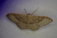 Idaea degeneraria