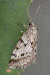 Eumannia oranaria