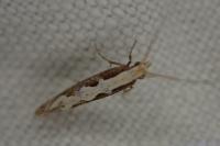 Plutella xylostella