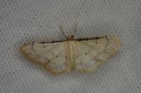 Idaea politaria