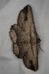 Menophra abruptaria