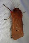 Phragmatobia fuliginosa