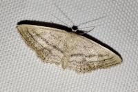Idaea mediaria