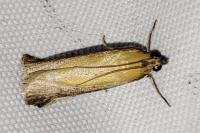 Oncocera semirubella