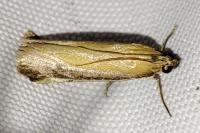 Oncocera semirubella
