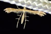 Oxyptilus