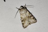 Hecatera bicolorata