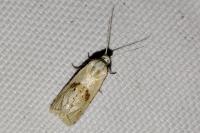 Cochylimorpha straminea