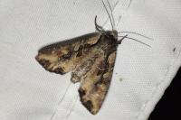 Lacanobia suasa