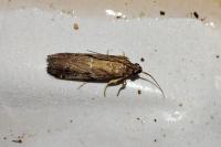 Pempeliella ardosiella