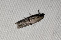 Ephestia parasitella