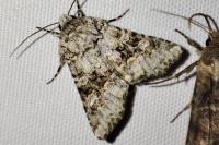 Hecatera bicolorata