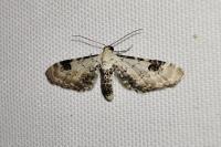 Eupithecia centaureata