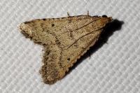 Bostra obsoletalis