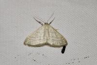 Idaea subsericeata