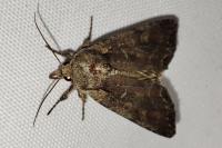 Lacanobia suasa