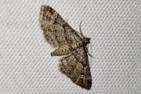 Gymnoscelis rufifasciata