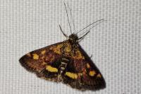 Pyrausta aurata