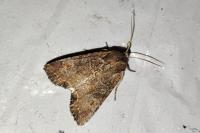 Lacanobia suasa