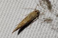 Pyroderces argyrogrammos