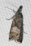Dichrorampha