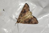 Lacanobia suasa