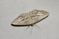 Idaea mediaria
