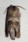 Clostera pigra