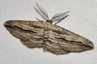 Ecleora solieraria