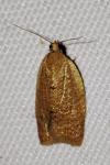 Clepsis consimilana