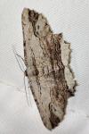 Menophra abruptaria