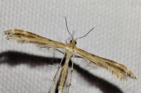 Oxyptilus