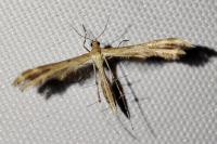 Oxyptilus