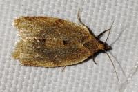Clepsis consimilana