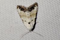 Nola infantula